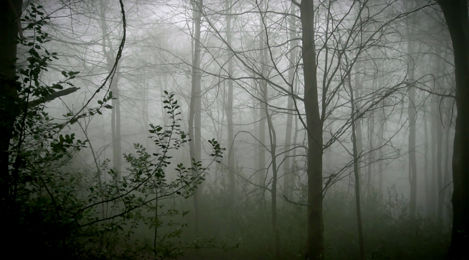 A forest