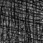 A forest