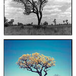 Arboles